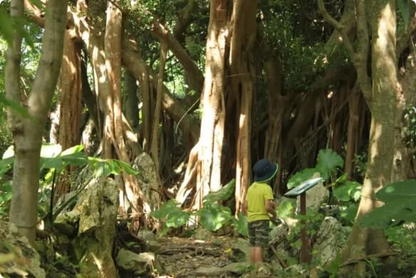 やんばる国立公園